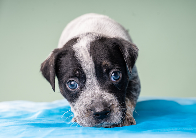 Small grey and black puppy.